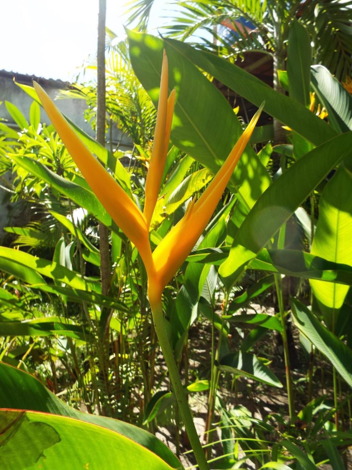 Jardim Uixa Villa Velha Boipeba Luaran gambar